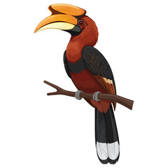 Rufous Hornbill Vector Illustration on a branch, featuring a beautiful tropical bird known for its distinct casque and beak