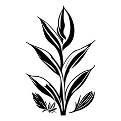 aloe flower illustration sketch