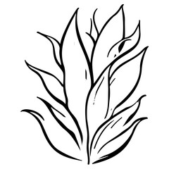 aloe flower illustration sketch