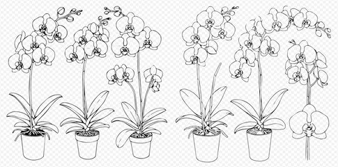 Detailed black and white line art illustration of various potted orchid plants with multiple blooms and leaves.