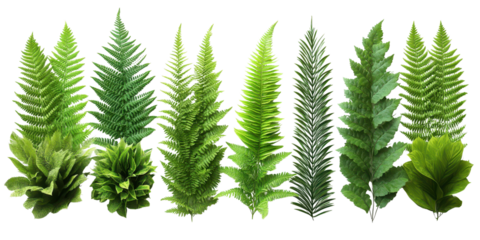Various types of Fresh Green Fern Fronds isolated on a white transparent background