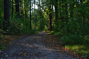 autumn Forest Path Lined with Trees and Foliage Under Sunlight