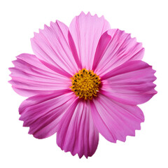 Pink flower with vibrant petals and yellow stamens, isolated on white