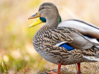 地面を歩くマガモ