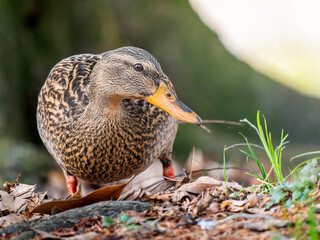 地面を歩くマガモ