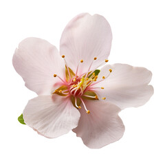 Naklejka premium flor blanco
