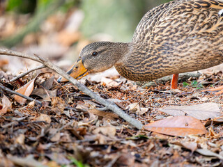地面を歩くマガモ