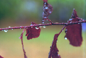 Raindrops on Japanese Thunder Maple tree