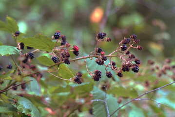 Little wild blackberries growing on a vine