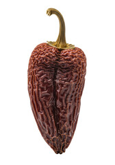 Deeply wrinkled dark brown ancho chili pepper with a gnarled stem, macro close-up, isolated on transparent background with copy space, soft studio light, concept of aged culinary depth and heritage