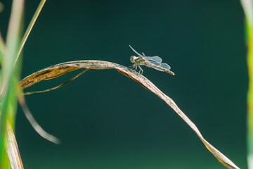 dragonfly on a leaf