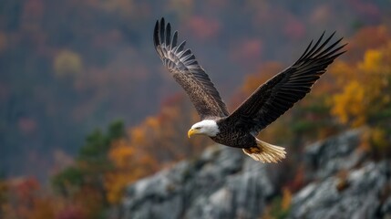 Obraz premium Eagle in flight over autumn foliage