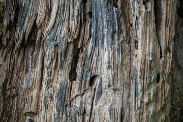 old wood texture