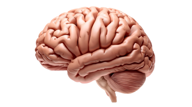 human brain isolated on white background