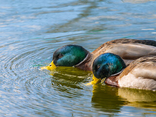 Obraz premium 池を泳ぐマガモ