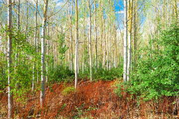 Obraz premium Wonderful, late summer view of a young birch forest showing lush green bushes with ripe red berries. The ground is a vivid red carpet of flora as far as the eye can see.