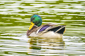 池を泳ぐマガモ