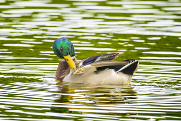 池を泳ぐマガモ