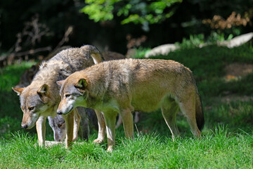 Wolves in the clearing.