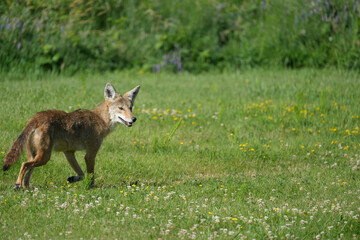 Wild Coyote Walking in a Meadow on a Sunny Day