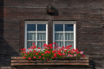 Red flowers fulfilled in planter in front of wooden window during sunny day in mountains