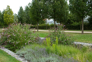 Arbuste aux papillons, Parc départemental des Lilas, Vitry sur Seine, 94, Val de Marne, France © JAG IMAGES