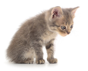 Cute gray tabby kitten isolated on white background