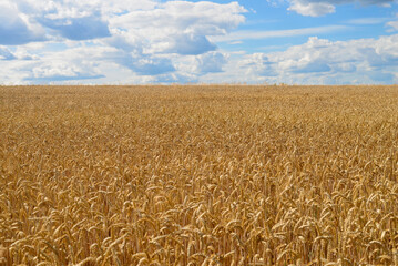Golden wheat field under blue sky with clouds