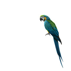 Fototapeta premium macaw-parrot-in-flight--big-blue-ara-ararauna-in-t