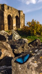 Butterfly perched on stone, ancient ruins in background