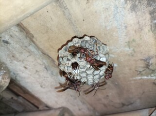 Wasps working in the honeycomb, Dominican Republic