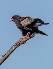 Bateleur eagle on a tree top against blue sky at the Samburu national park in Kenya