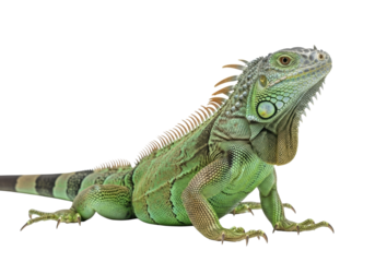 Vibrant emerald green iguana in alert posture with mottled scales on a transparent background with copy space, diffused lighting. Concept of natural camouflage