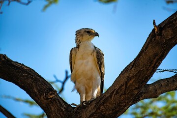Martial eagle on a tree at the Samburu national park in Kenya in close up