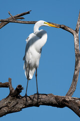Beautiful white heron perched in profile on the branches of a tree on a sunny day.