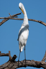 A beautiful white heron perched on the branches of a tree stretches its long neck.