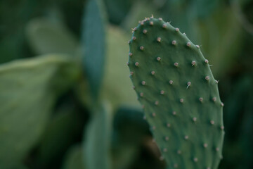 Wild giant cactus green leaf - close up shot