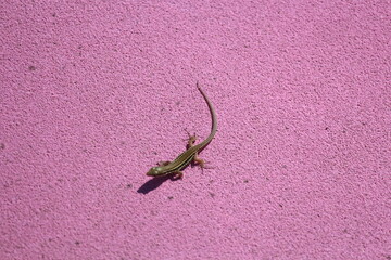 Lézard vert-brun sur fond rose vif et texturé, créant un contraste saisissant