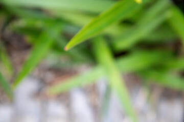 Plants in blue, Ireland, vibrant 