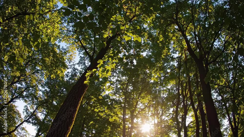 Poster a low-angle view of sunlight filtering through lush green leaves in a dense forest, creating a seren