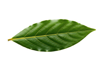 Obraz premium A vibrant emerald green, perfectly unfurled bay leaf, glossy and pristine, on seamless transparent background with ample copy space, concept of botanical purity and vitality