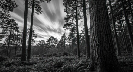 Black and white forest scene with dramatic sky. A dense woodland with tall trees, a textured groundcover, and a dynamic, cloudy sky