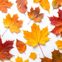 Obraz premium Autumn leaves on white background