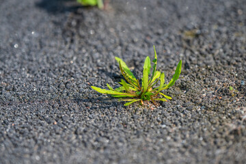 Small green plant growing through asphalt cracks.