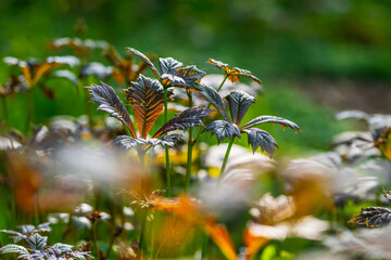 Glossy deep-veined leaves with orange sunlight glow.