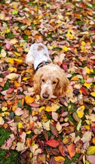 A cocker spaniel puppy stands on a ground covered in a mix of colorful fallen leaves and looks directly at the camera. The photo is taken from a high angle.