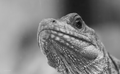 Iguane