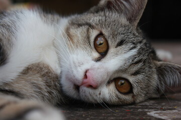 A close-up view of a domestic tabby cat lying on the ground, showing its striking amber eyes, pink nose, and relaxed expression. Perfect for concepts of pets, relaxation, comfort, and animal lifestyle