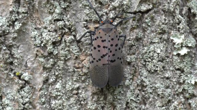 Spotted Lanternfly (Lycorma delicatula) climbing on Tree of Heaven in Berks County, Pennsylvania. SLF were first discovered in Berks County, Pennsylvania in 2014