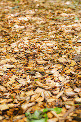 遊歩道に敷かれたウッドチップ